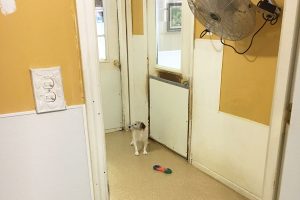 Club Pet Facility - Milford, MI